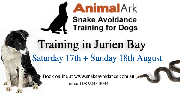 Snake Avoidance Training For Dogs